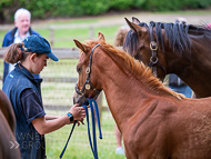 KS300622-44 - Cupboard Love & foal by Territories